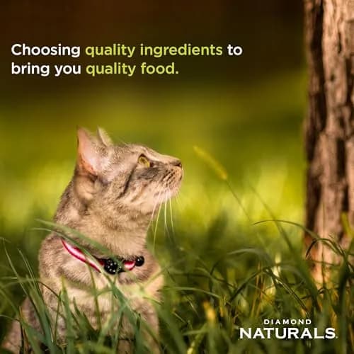 DIAMOND NATURALS Indoor Adult Dry Cat Food, Chicken & Rice, 6lb | Supports Skin & Coat, Digestive Health thumbnail 3