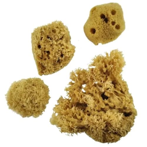 Royal & Langnickel Sea Silk Sponges Pack of 4 | Natural Decorative Painting Tool (80-120 chars) thumbnail 2