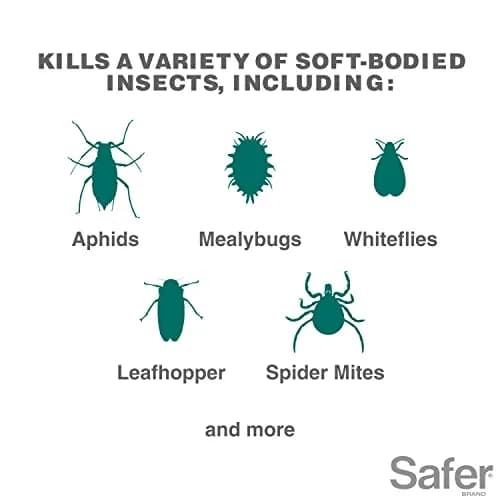 Safer Insect Killing Soap Concentrate 473ml (16 Fl Oz) | OMRI Listed Organic Insecticide for Plants thumbnail 2
