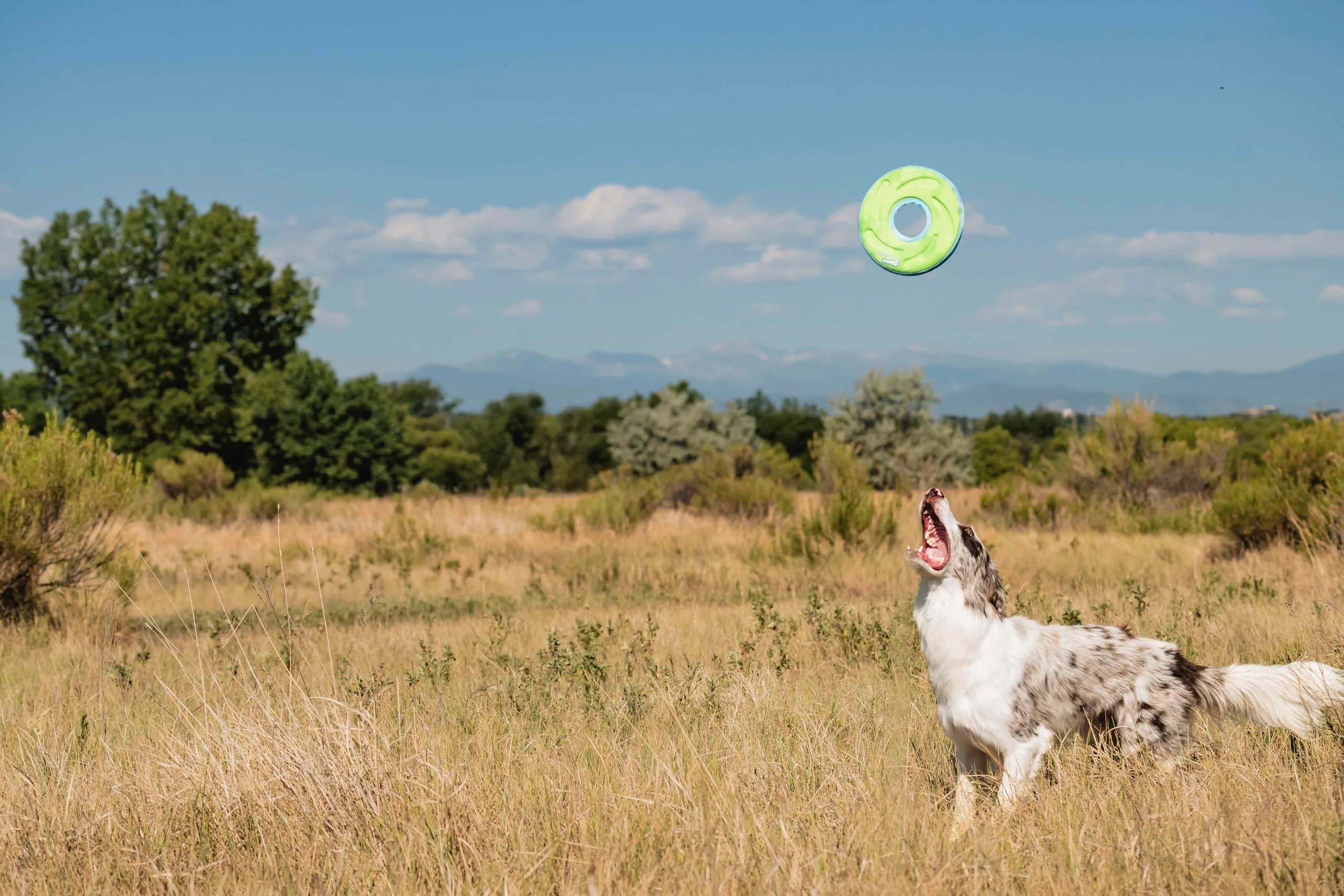 Chuckit! Amphibious ZipFlight Dog Toy Medium (8.5") | Floats & Flies for Fetch - view 7
