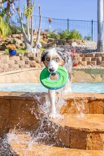 Chuckit! Amphibious ZipFlight Dog Toy Medium (8.5") | Floats & Flies for Fetch thumbnail 2
