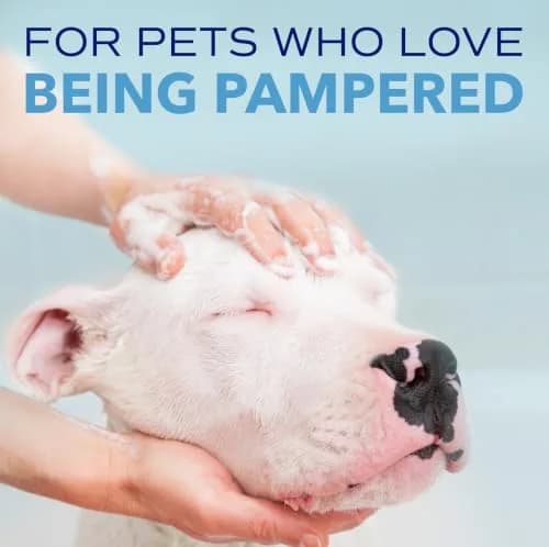 TropiClean SPA Blueberry Facial Shampoo Tear Stain Remover 237ml (8oz) | Gentle & Effective for Dogs thumbnail 8