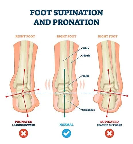 pedag Correct | German Made Medial and Lateral Wedge Heel Straightener Insert | for Pronation and Supination, Knock Knee Pain, Bow Legs | Vegetable Tanned Leather | Medium (Women 8 to Men 7) thumbnail 4