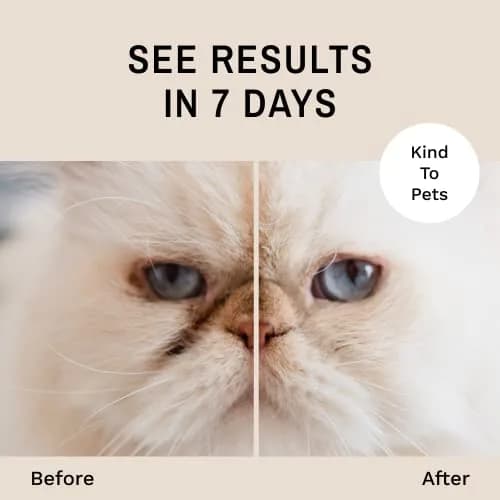 Eye Envy Tear Stain Remover Powder for Dogs and Cats 0.5 oz (14.17 g) | Natural, Safe Formula for Stain-Free Eyes thumbnail 3