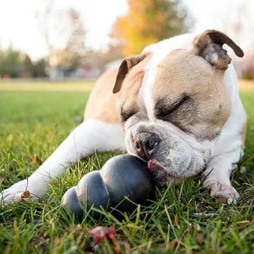 KONG Extreme Dog Toy, Durable Natural Rubber Chew, for Small Dogs | Unmatched Strength & Engagement thumbnail 2
