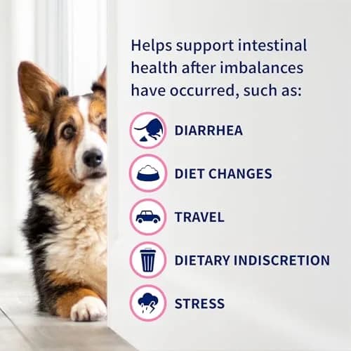 Nutramax Proviable Probiotics + Prebiotics for Dogs & Cats, Capsules, 80ct | Supports Gut Balance & Digestive Health thumbnail 7