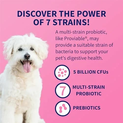 Nutramax Proviable Probiotics + Prebiotics for Dogs & Cats, Capsules, 80ct | Supports Gut Balance & Digestive Health thumbnail 4