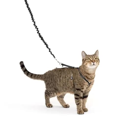 PetSafe Come With Me Kitty Harness and Bungee Leash, Medium, Black/Silver | Safe Outdoor Walks for Cats — Medium