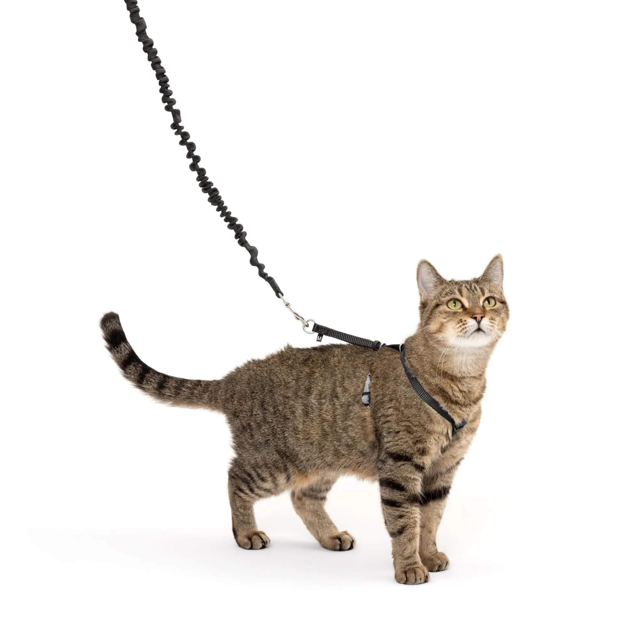 PetSafe Come With Me Kitty Harness and Bungee Leash, Medium, Black/Silver | Safe Outdoor Walks for Cats