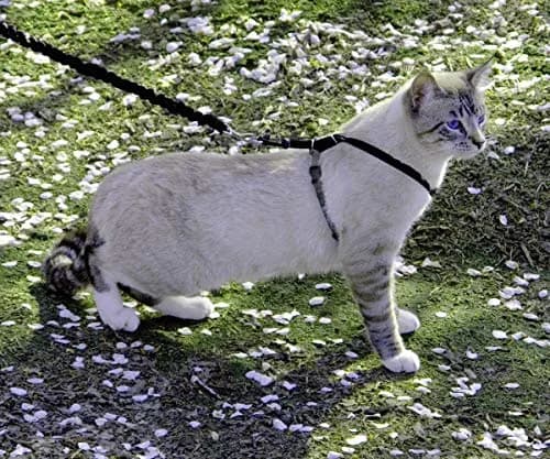PetSafe Come With Me Kitty Harness and Bungee Leash, Medium, Black/Silver | Safe Outdoor Walks for Cats thumbnail 2