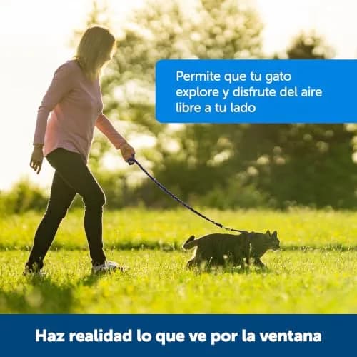 PetSafe Come With Me Kitty Harness and Bungee Leash, Medium, Black/Silver | Safe Outdoor Walks for Cats thumbnail 3