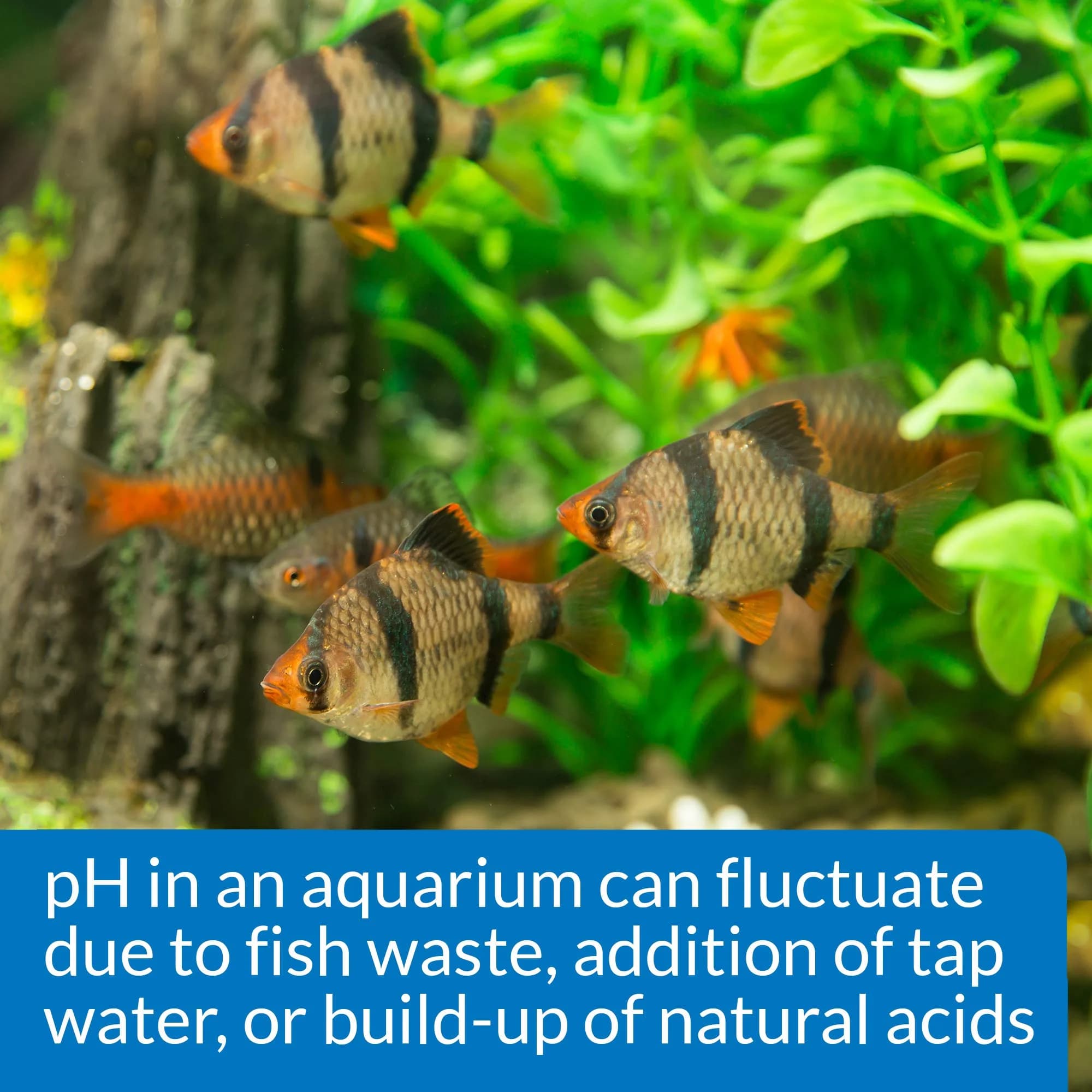 API pH Test & Adjuster Kit 250-Test Freshwater Aquarium Water pH Test and Adjuster Kit | Monitors and Adjusts pH for Fish Health - view 6
