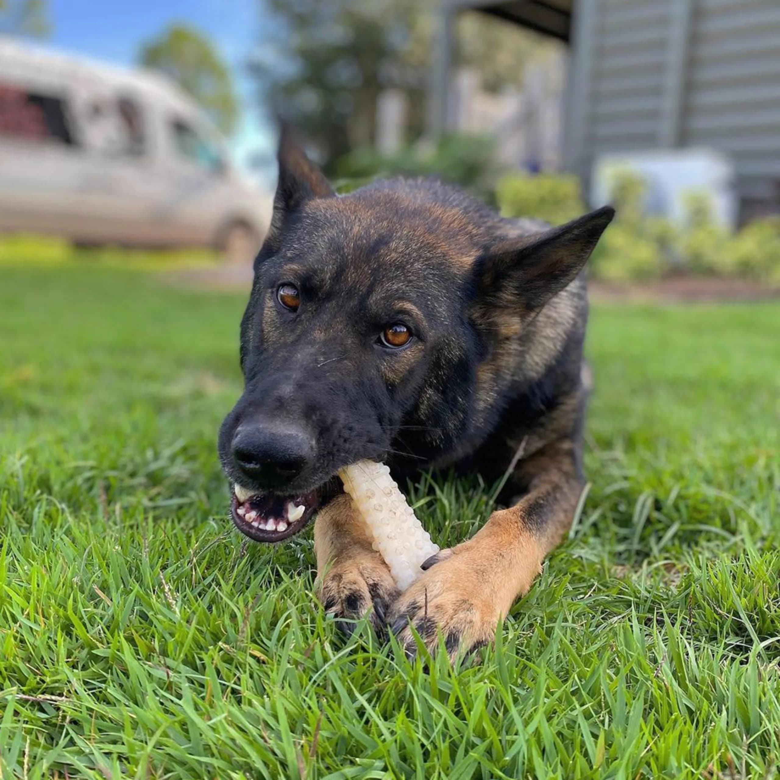 Nylabone Power Chew Textured Bone Dog Chew Toy X-Large | Durable Nylon for Aggressive Chewers - view 2