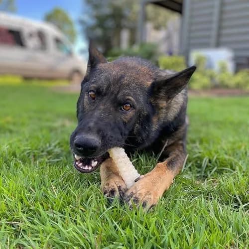 Nylabone Power Chew Textured Bone Dog Chew Toy X-Large | Durable Nylon for Aggressive Chewers thumbnail 2