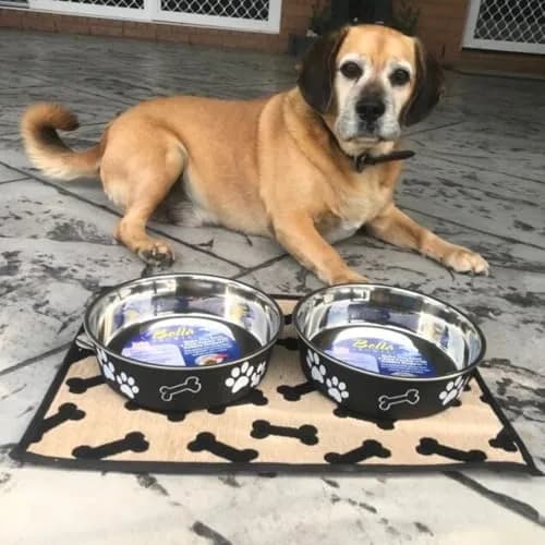 Loving Pets Bella Dog Bowls - Stainless Steel Spill Proof Pet Food & Water Bowl, Large 35-65 lbs, Espresso thumbnail 5