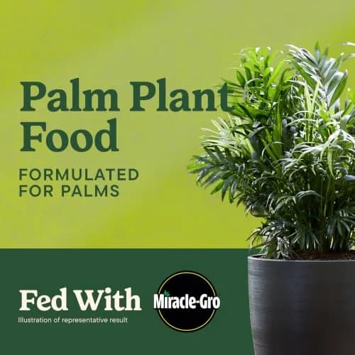 Miracle-Gro Shake 'N Feed Palm Plant Food, 8 lb. | Supports lush palms & tropicals thumbnail 2