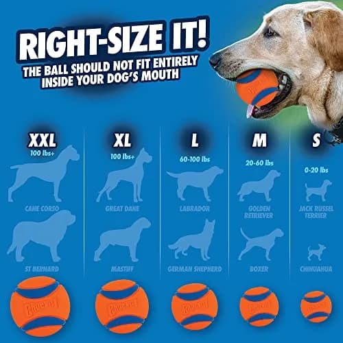 Chuckit! Ultra Ball Dog Toy, Small 2-in (5 cm), 2-Pack | Durable Rubber Fetch Ball for Small Breeds thumbnail 7