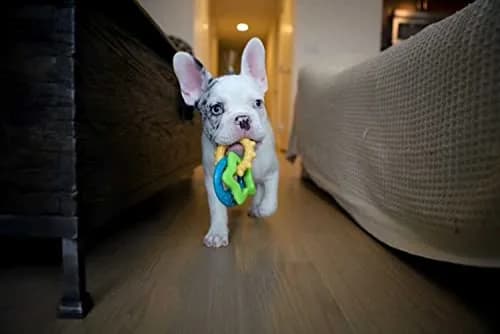 Nylabone Puppy Power Chew Teething Rings Dog Chew Toy, Bacon Flavor, Small | Durable Nylon Chew for Puppies Up to 25 lbs thumbnail 6