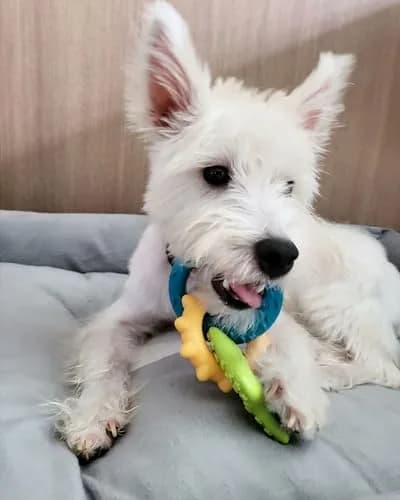 Nylabone Puppy Power Chew Teething Rings Dog Chew Toy, Bacon Flavor, Small | Durable Nylon Chew for Puppies Up to 25 lbs thumbnail 3