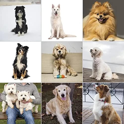 Wahl Pet-Pro Corded Clipper & Battery Trimmer for Dogs | High Carbon Steel Blades, Quiet & Stress-Free Grooming thumbnail 6