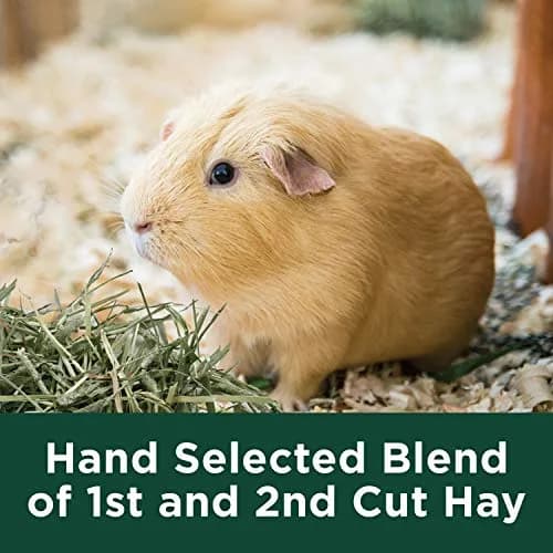 Kaytee All Natural Timothy Hay Plus Carrots for Guinea Pig & Rabbit | High Fiber, Fresh, USA Grown thumbnail 5