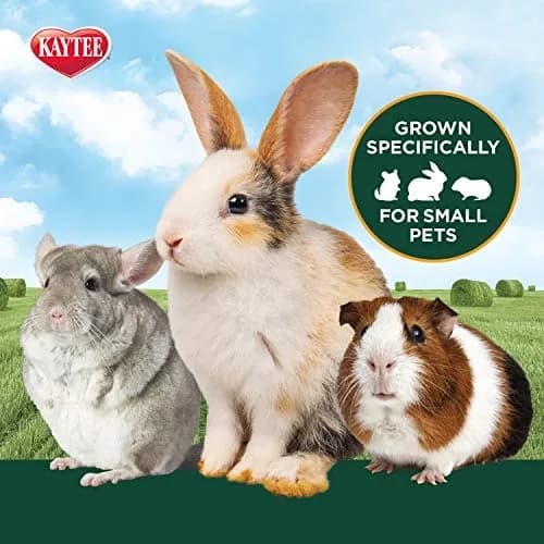 Kaytee All Natural Timothy Hay Plus Carrots for Guinea Pig & Rabbit | High Fiber, Fresh, USA Grown thumbnail 3