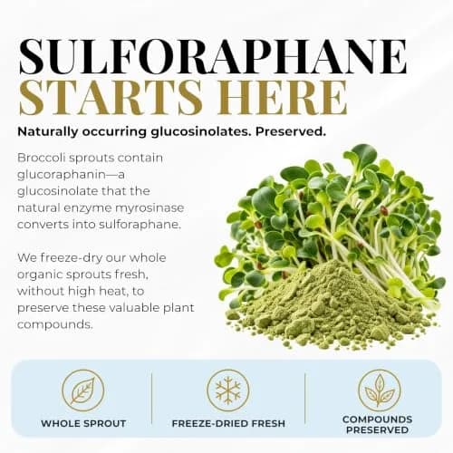 ECLECTIC INSTITUTE Organic Broccoli Sprouts Capsules 150 CT | Antioxidants & Cellular Support thumbnail 4
