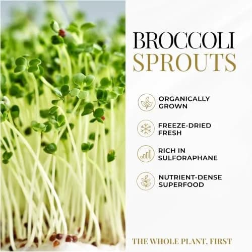 ECLECTIC INSTITUTE Organic Broccoli Sprouts Capsules 150 CT | Antioxidants & Cellular Support thumbnail 5