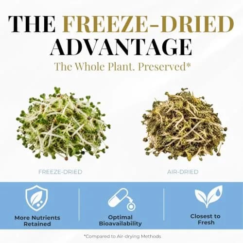 ECLECTIC INSTITUTE Organic Broccoli Sprouts Capsules 150 CT | Antioxidants & Cellular Support thumbnail 2