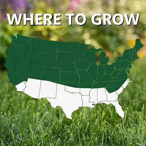 Jonathan Green Black Beauty Dense Shade Grass Seed 1 lb (0.45 kg) | Cool Season Lawn Seed for Shady Areas thumbnail 4