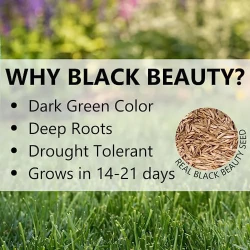 Jonathan Green Black Beauty Dense Shade Grass Seed 1 lb (0.45 kg) | Cool Season Lawn Seed for Shady Areas thumbnail 5