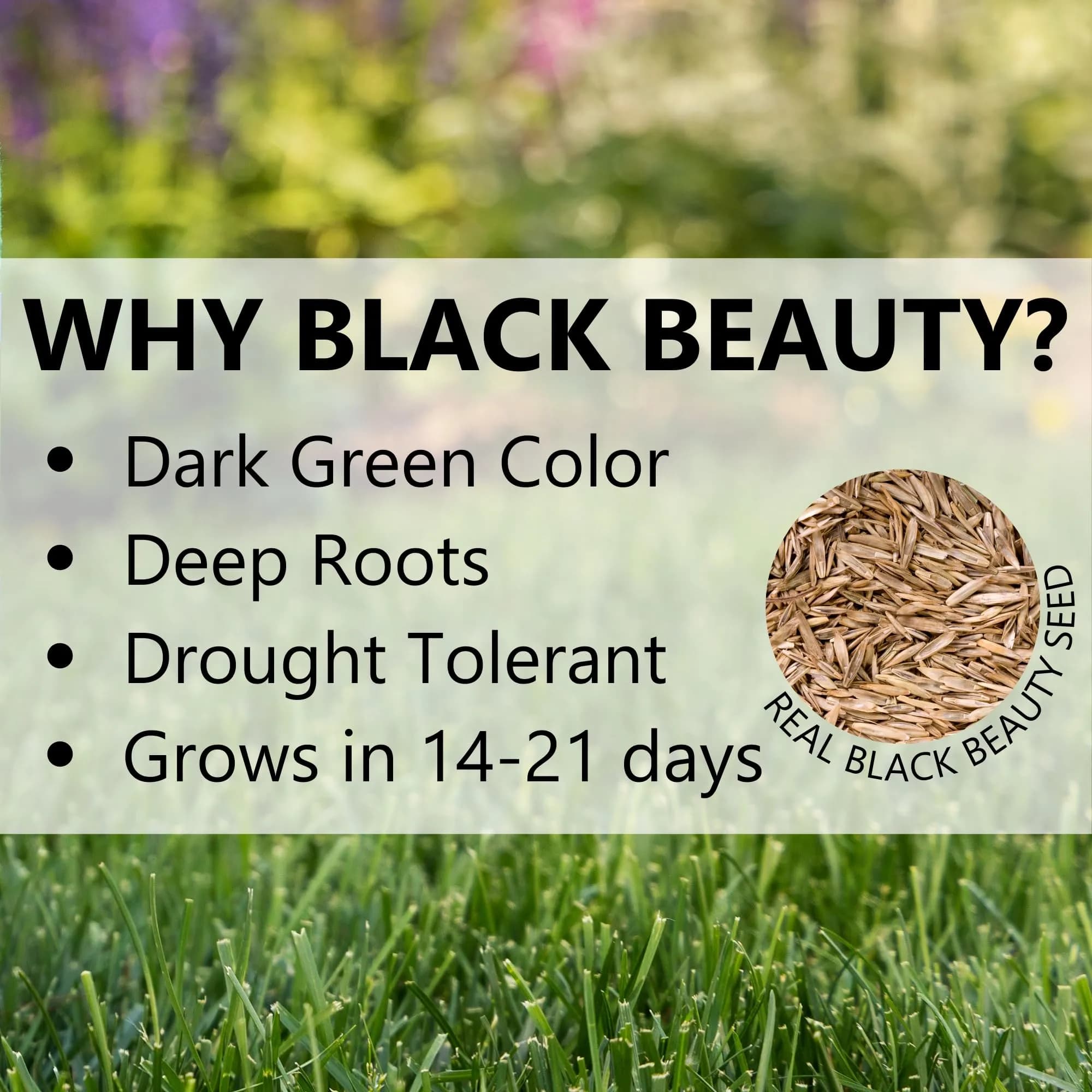 Jonathan Green Black Beauty Dense Shade Grass Seed 1 lb (0.45 kg) | Cool Season Lawn Seed for Shady Areas - view 5