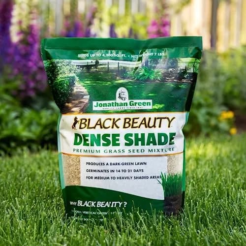 Jonathan Green Black Beauty Dense Shade Grass Seed 1 lb (0.45 kg) | Cool Season Lawn Seed for Shady Areas thumbnail 3