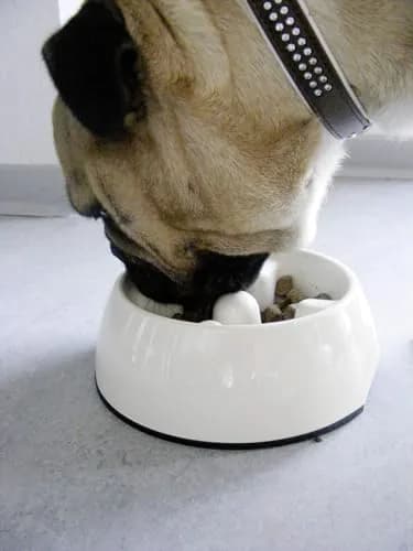 Dogit Dog Bowl Slow Feeder for Wet or Dry Dog Food | Anti-Gulping, White, S thumbnail 2