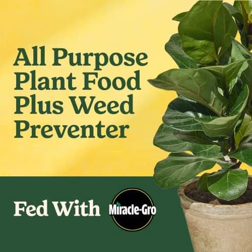 Miracle-Gro Shake 'N Feed All Purpose Plant Food + Weed Preventer 4.5 lb | Feeds & Prevents Weeds for Garden thumbnail 2