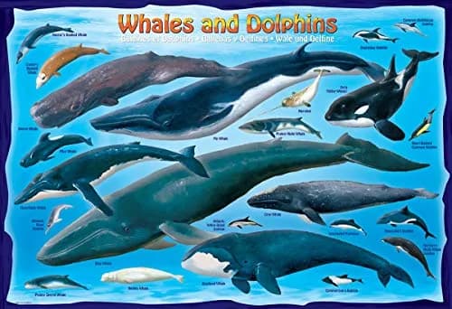 EuroGraphics Whales & Dolphins 100 Piece Jigsaw Puzzle 38.1 cm x 27.9 cm | Educational Toy Made in USA thumbnail 2