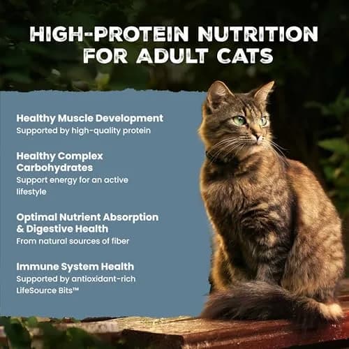 Blue Buffalo Wilderness Salmon Adult Dry Cat Food, Grain-Free, 11 lb | High-Protein Salmon Recipe for Adult Cats thumbnail 3