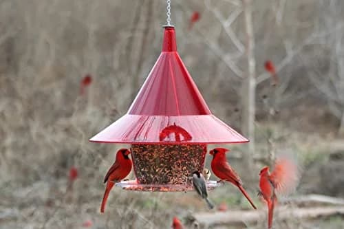 Sky Cafe Squirrel Proof Bird Feeder for Outside - Very Large, 17 in. Diameter, 1.5 Gallon Birdseed Capacity | Made in USA thumbnail 3