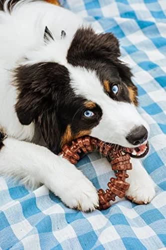 Nylabone Textured Ring Power Chew Toy for X-Large Dogs 50+ lbs | Durable Nylon Chew Toy for Aggressive Chewers thumbnail 2