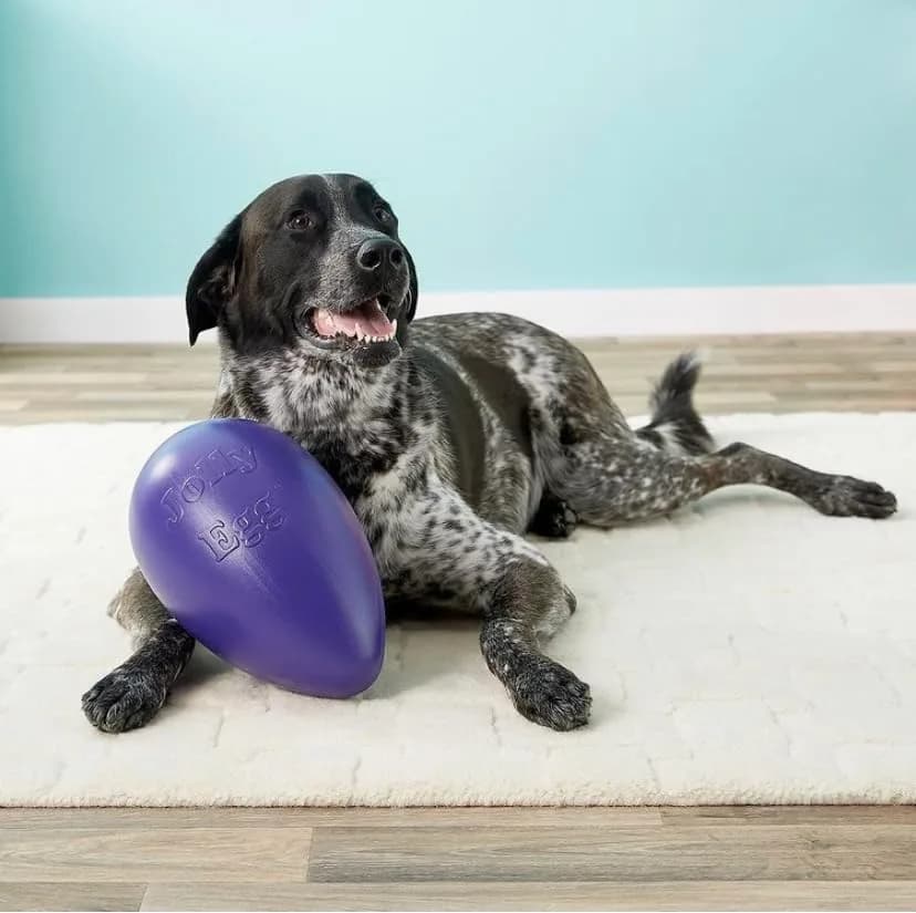 Jolly Pets Jolly Egg Dog Toy Medium 8 Inches Red | Erratic Motion Fetch & Float Toy thumbnail 8