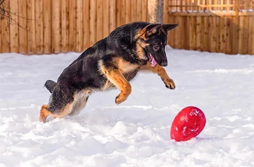 Jolly Pets Jolly Egg Dog Toy Medium 8 Inches Red | Erratic Motion Fetch & Float Toy thumbnail 3