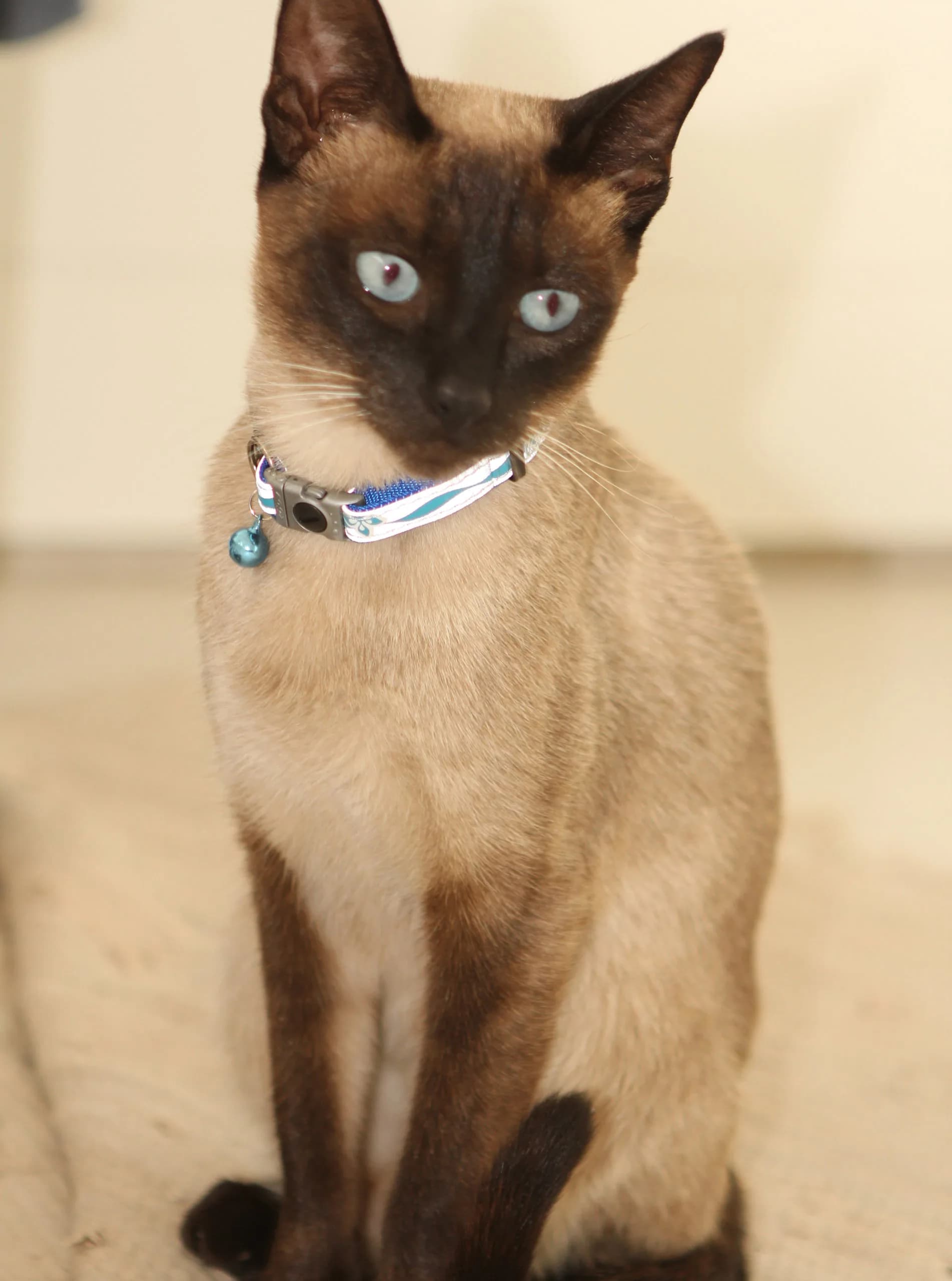 Rogz Reflective Cat Collar with Breakaway Clip and Removable Bell, fully adjustable to fit most breeds, Black Paw Design - view 2