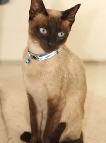 Rogz Reflective Cat Collar with Breakaway Clip and Removable Bell, 3/8" Wide, 8-12" Neck Size | Safety Buckle for Cats thumbnail 2