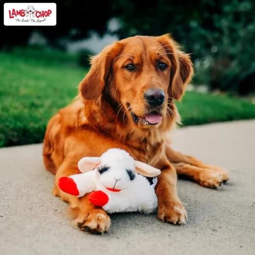 Multipet Lamb Chop Plush Dog Toy 25.4 cm (10") | Squeaky Toy for Small & Medium Dogs thumbnail 7