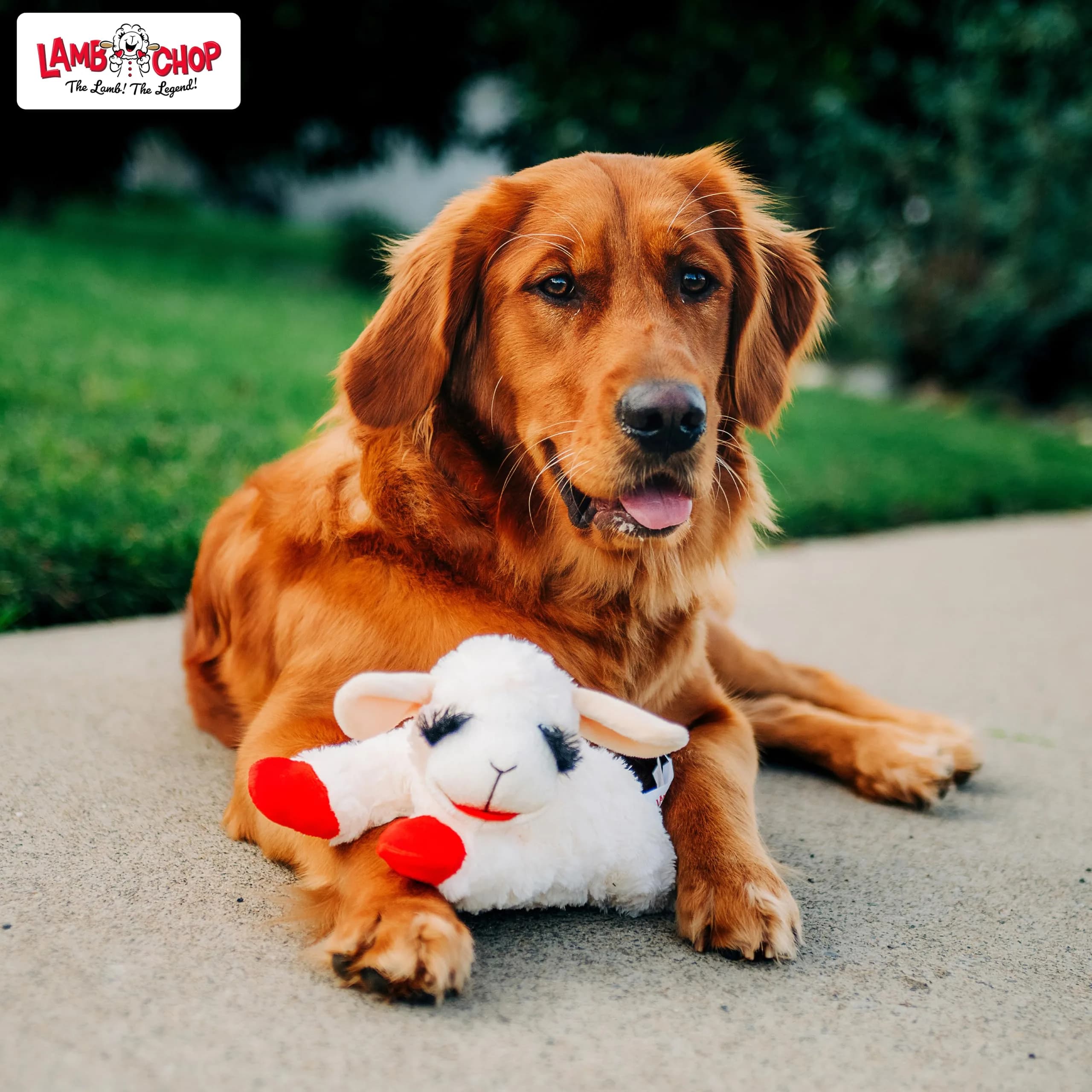 Multipet Lamb Chop Plush Dog Toy 25.4 cm (10") | Squeaky Toy for Small & Medium Dogs - view 7