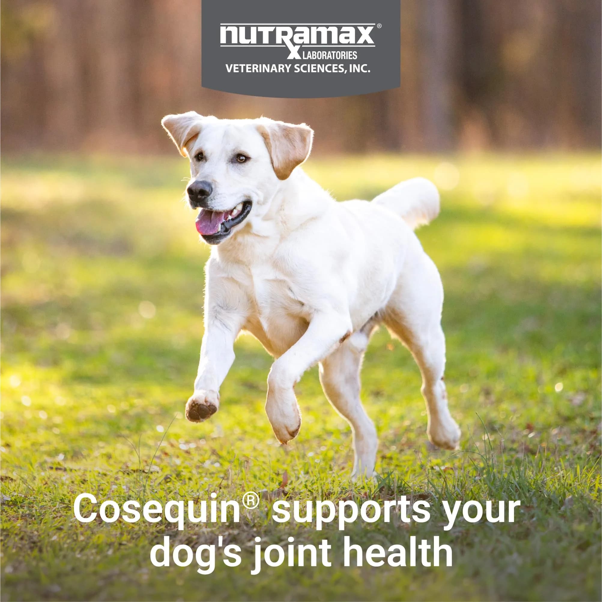 Nutramax Cosequin Joint Supplement for Dogs, Glucosamine & Chondroitin Chew Tabs, 60 Count | Supports Healthy Joints for All Breeds & Ages - view 4