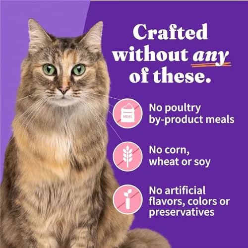 Halo Soft Pate Wet Cat Food, Salmon in Broth, 5.5 oz Can, 12-Pack | Grain-Free, Complete Nutrition for Adult Cats thumbnail 5