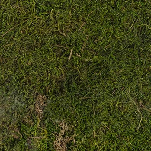 SuperMoss Preserved Sheet Moss Fresh Green | Natural, Long-Lasting, 8oz (200 in3) thumbnail 2