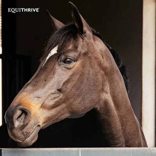 Equithrive Original Joint Powder Horse Supplement, 2 lbs | Supports Soundness & Mobility thumbnail 7
