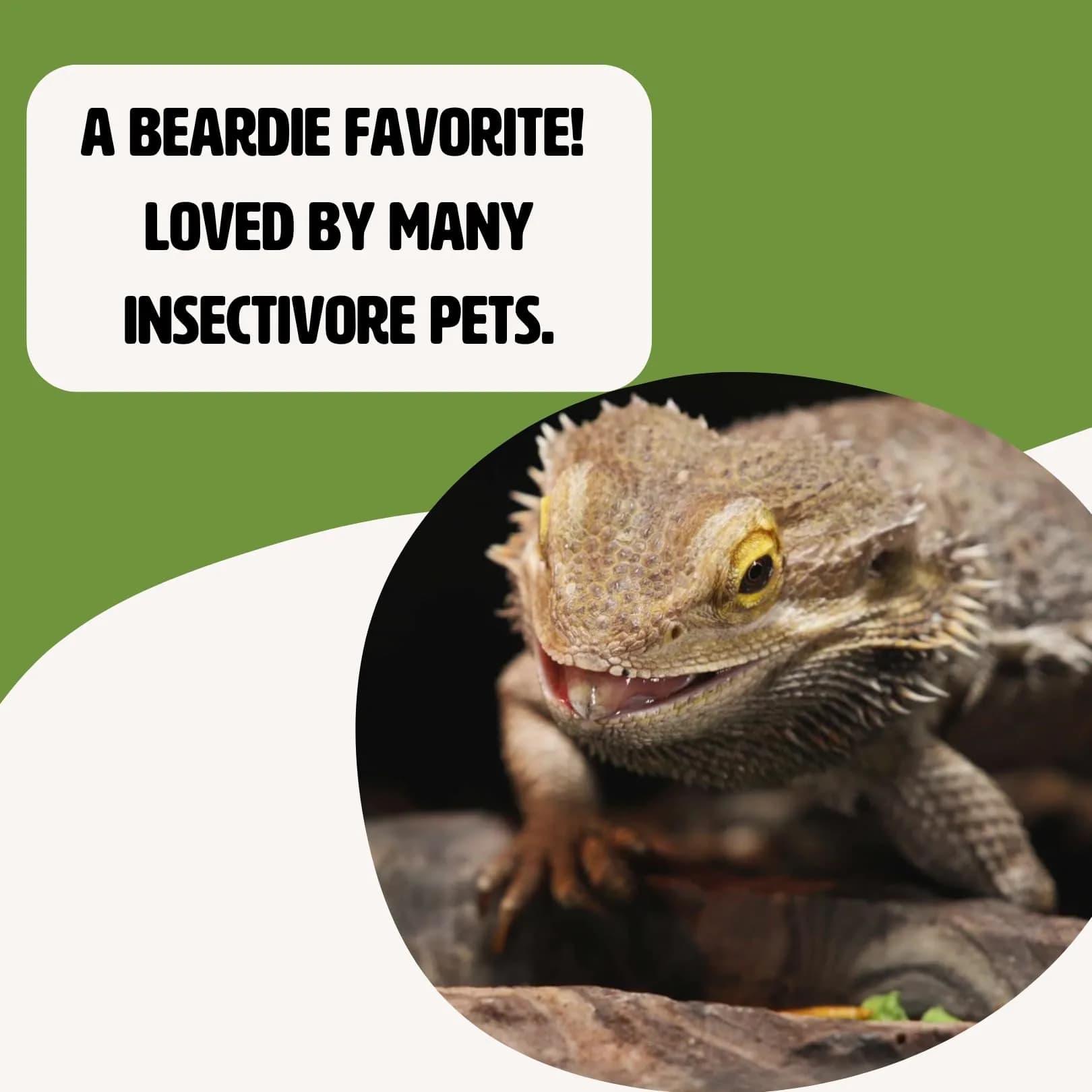 Fluker's Freeze Dried Grasshoppers 1oz | Protein-Rich Treat for Reptiles, Birds, Fish & Hedgehogs - view 4